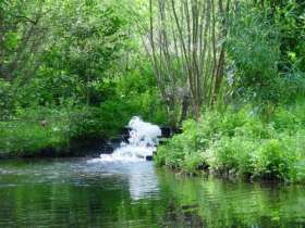 Frensham Trout Fishery
