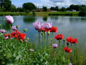 Woodland Waters Coarse Fishing